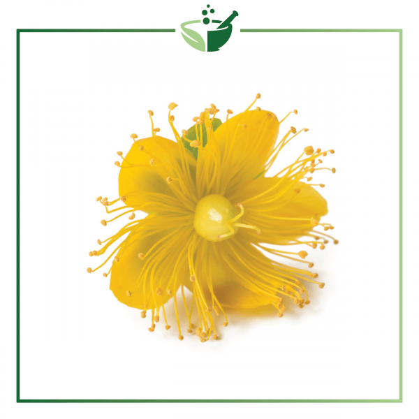 St. Johns Wort Powder-01